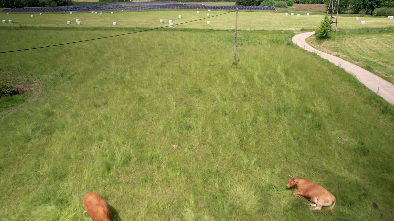 rebaño de vacas bown en prado verde - paso elevado aéreo