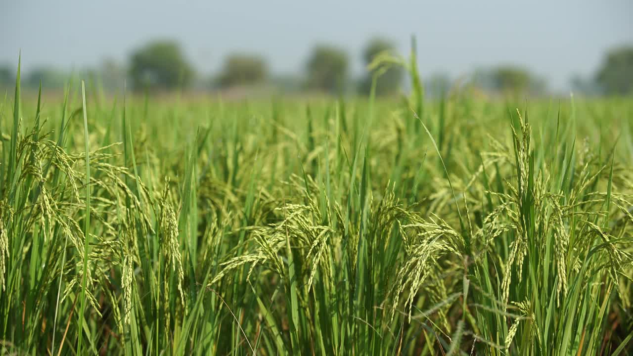 쌀은 많은 아시아 국가에서 주식입니다.