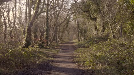 the clear reflection of the trees on the walking trail on a sunny day in the northern part of ireland. -wide shot