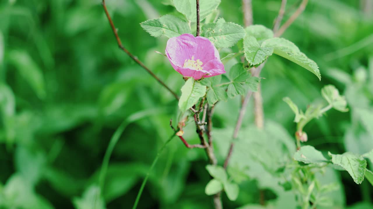 flor silvestre rosa en un prado