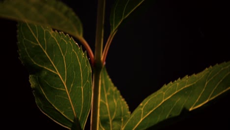 closs up of plant outside in garden