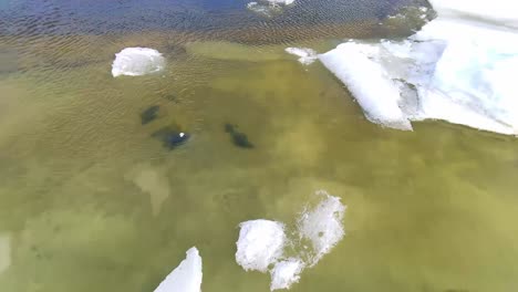 Frühlingseisdrift-Auf-Einem-Großen-Fluss-Von-Einer-Drohne-Aus-4k