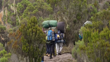 porters carry suitcases to the shira camp during the trek to mount kilimanjaro.