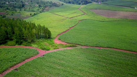 Flug-über-Eine-Weite-Agrarlandschaft-Mit-Zuckerrohrfarm-In-Der-Nähe-Von-Jinja,-Uganda,-Afrika