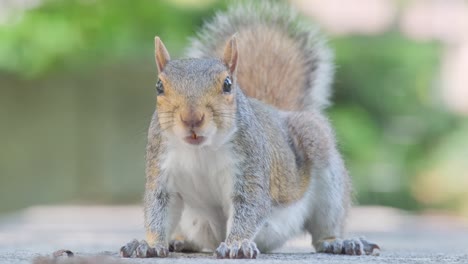this video showcases a curious squirrel interacting with the camera, gazing at the viewer while standing on a sidewalk, then on a table, appealing to wildlife lovers