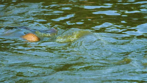 hipopótamo desaparece bajo el agua en cámara súper lenta en la naturaleza