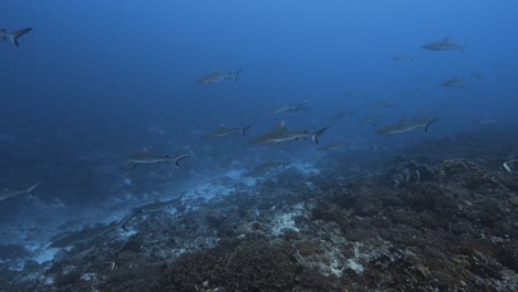 gran escuela de tiburones de arrecife gris acercándose en aguas claras en un arrecife de coral tropical, fakarava, polinesia francesa, océano pacífico sur