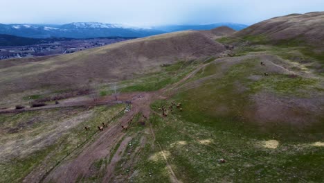 Large-Herd-of-Elk-Migrating-and-Grazing-in-an-open-field