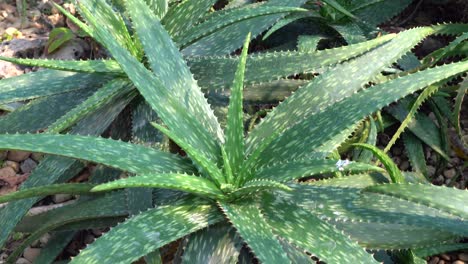 Aloe-Vera-Pflanzen-In-Heißem-Tropischem-Klima-In-Wüstenähnlichen-Bedingungen-Für-Ein-Gesundes-Leben