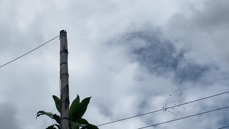 Low-angle-shot-of-dramatic-cloudy-sky-with-white-cumulus-clouds-passing-by-at-daytime