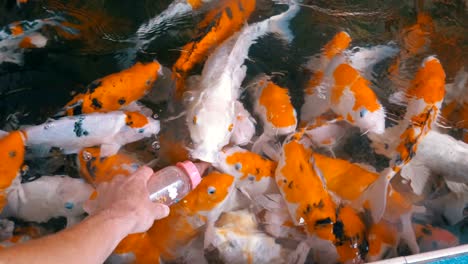 feeding colorful japanese red carp from a bottle with a pacifier. thailand