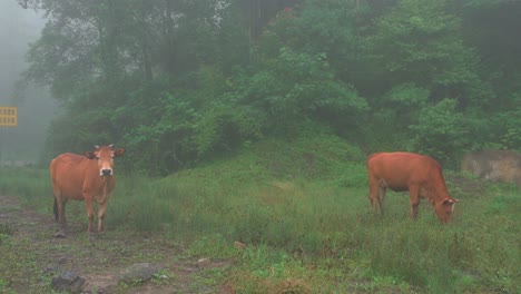 Two-cows-in-the-grazing-area