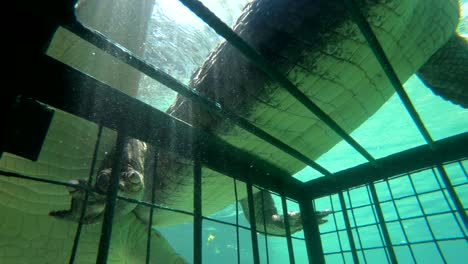 zambezi river crocodiles crawl on top of a cage dive in zimbabwe africa