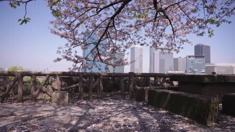 hermosa toma deslizante de un sakura japonés, terraza con flores caídas