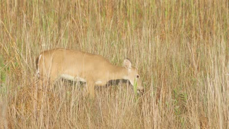 Venado-De-Cola-Blanca-Entre-Cañas-De-Aserrín