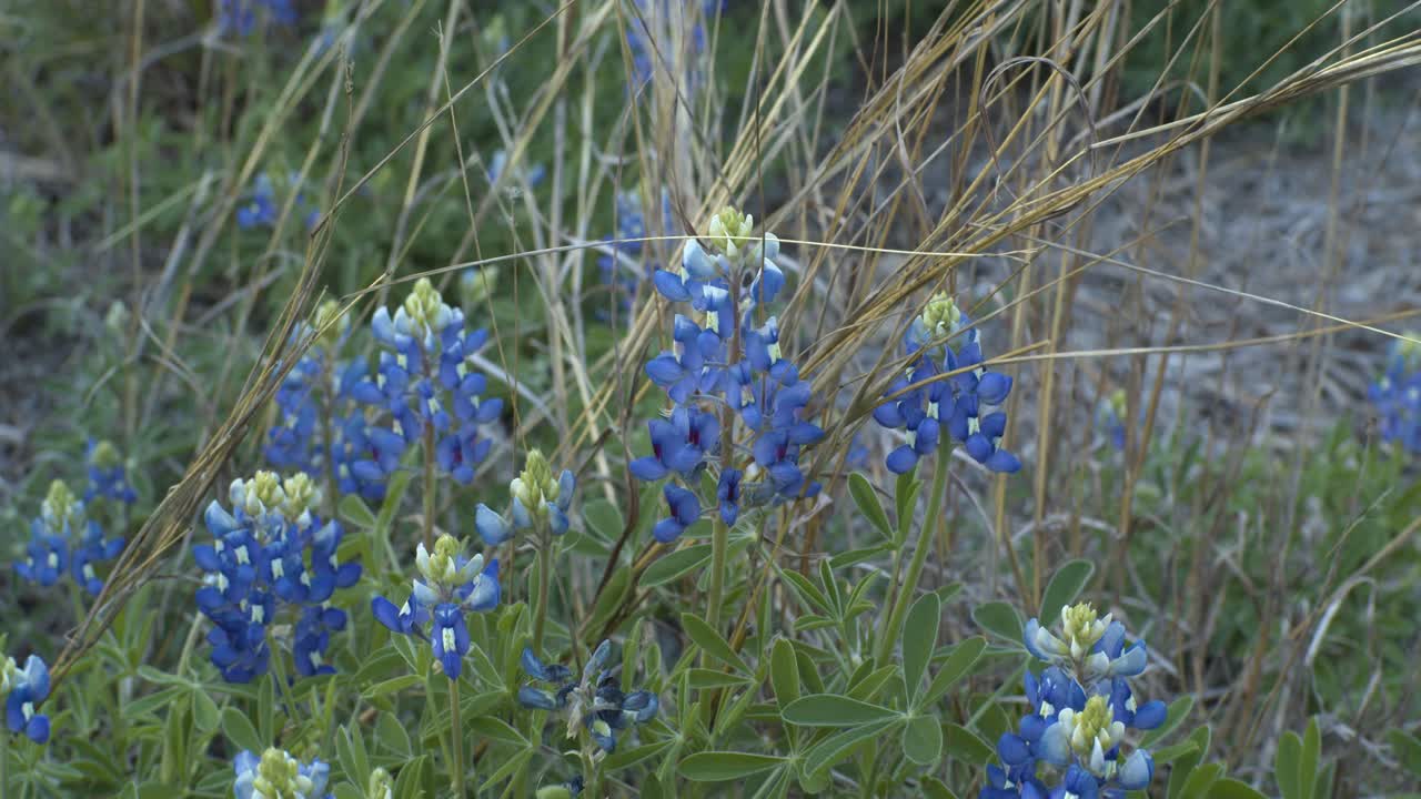 Lähikuva kirkkaista Teksasin bluebonnet-kukista kukkimassa pitkän ruohon keskellä. Lupinus texensis.