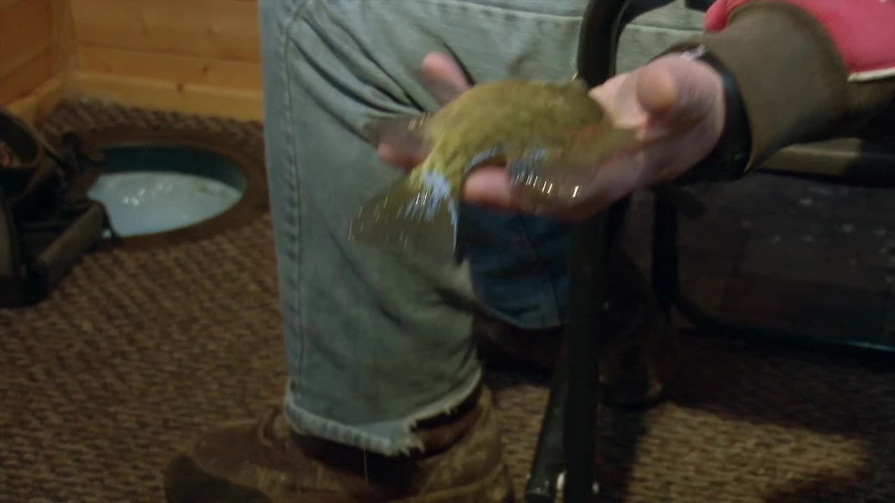 un pez bluegill está actualmente retenido por un hombre dentro de un refugio de pesca en hielo - de cerca
