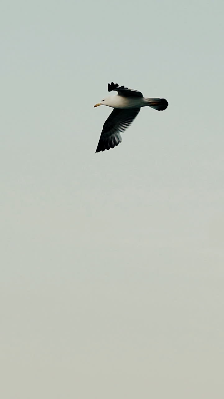 Seagull flying in the blue sky. Slow motion. Vertical video