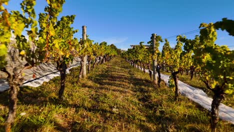 pequeña bodega y viñedo familiar ubicada en la región de nelson y tasman de nueva zelanda