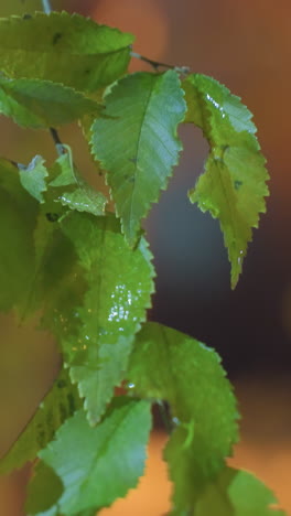 hojas verdes húmedas balanceándose suavemente en el viento, iluminadas por una suave luz dorada contra un fondo borroso, con movimientos delicados y gotas relucientes