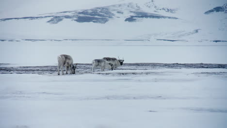 tres renos svalbard de pie y comiendo en el desolado paisaje ártico nevado