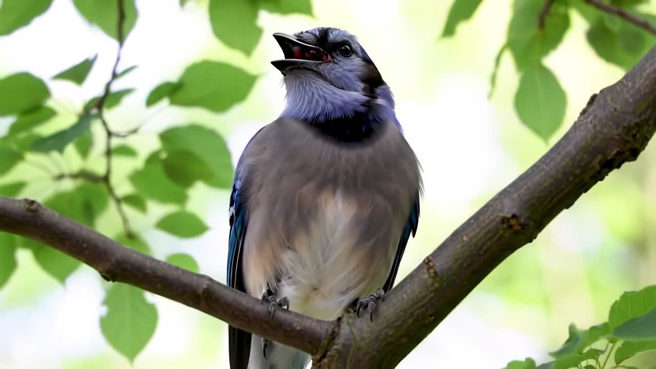 A Stunning Blue Jay Vocalizing on a Branch Surrounded by Lush Green Leaves, Showcasing Its Vivid Colors and Expressive Nature in a Natural Setting