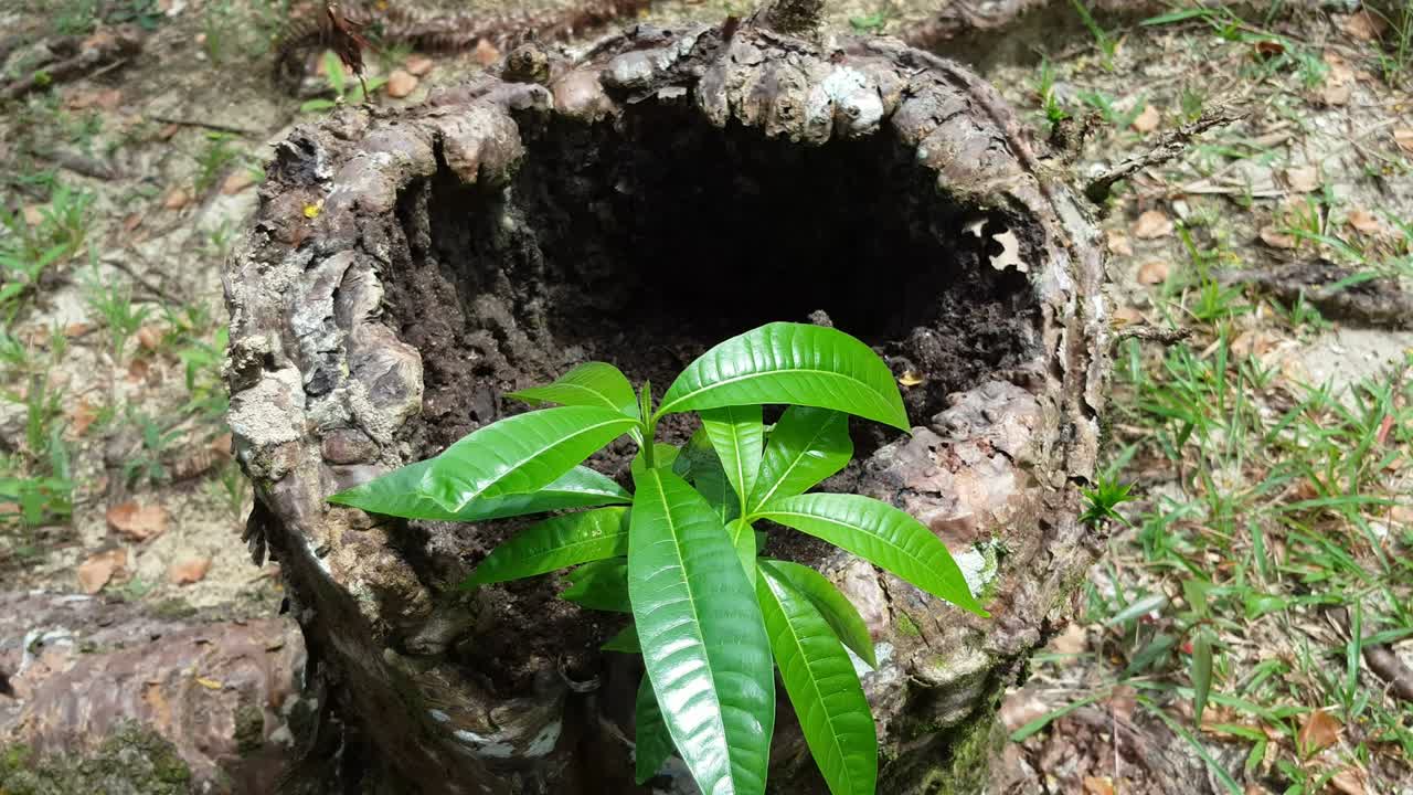 Pianta verde viva da albero tagliato