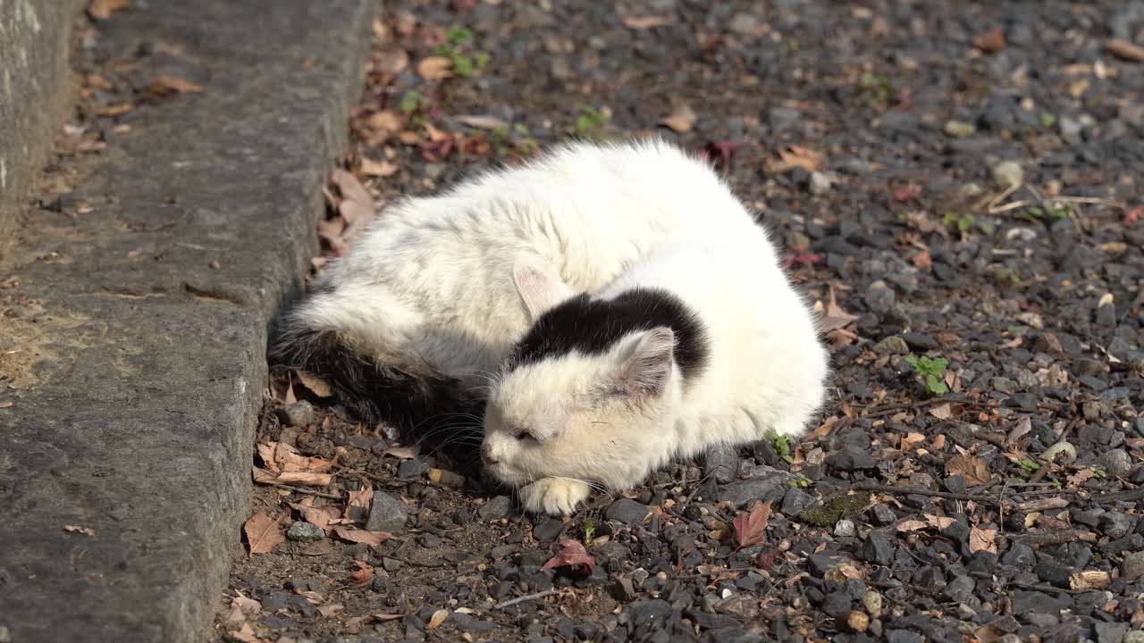 Una coppia di gatti che mostra amore e affetto