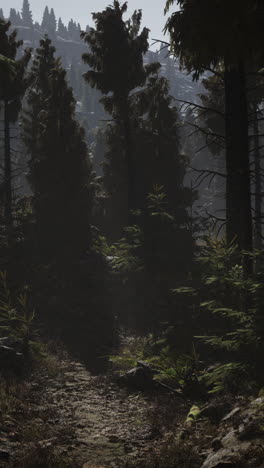 a foggy forest path