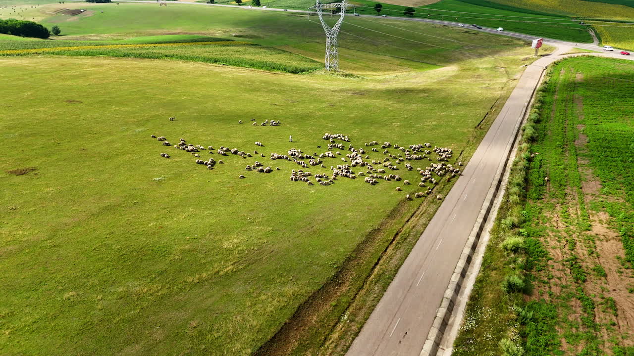 Herd near power lines on open farmland. Sheep move across sunny grassland beneath tall pylons bordered by a paved country road