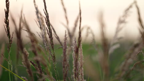 plants moving slowly in the breeze