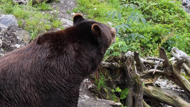 Huge brown bear male in summertime. Alaska