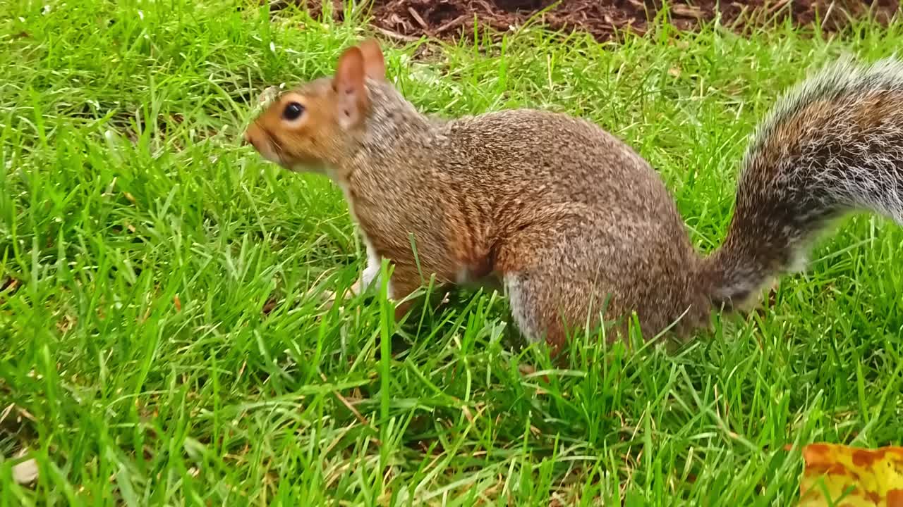 Brown squirrel is looking for something in the grass of central park in Boston