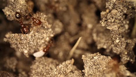 montículo de hormigas de fuego perturbado: panorámica hacia una gran hormiga de fuego que está tratando de mover un insecto blanco sin caparazón que no se deja intimidar por los esfuerzos de las hormigas