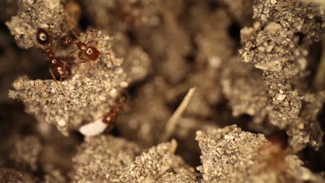 disturbed fire ant mound - panning towards a large fire ant that is trying to move a shelled white bug that is undeterred from the ants efforts