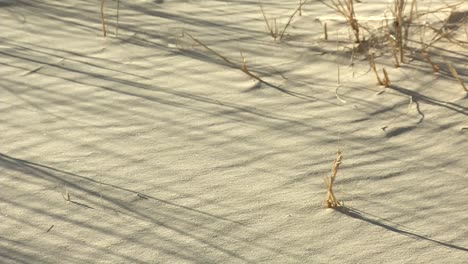 The-desert-grasslands-of-the-kalahari