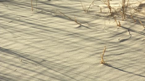 las praderas del desierto del kalahari