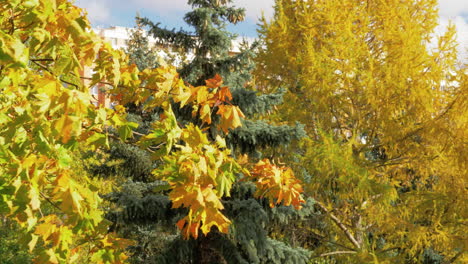 different trees in autumn