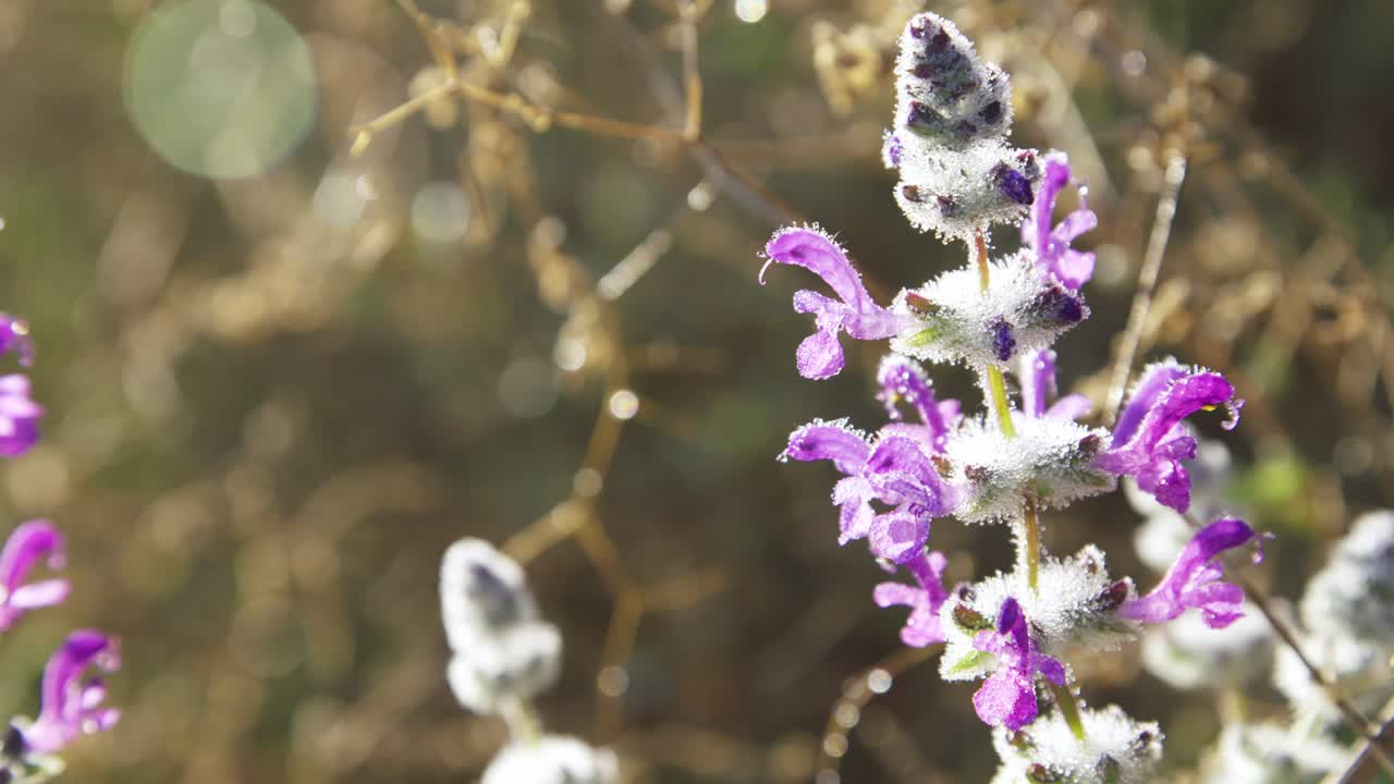 Morning dew on Wooly Sage (Salvia lanigera)
