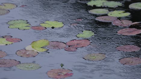 close-up of green and red water plants floating on a pond with rain pouring down