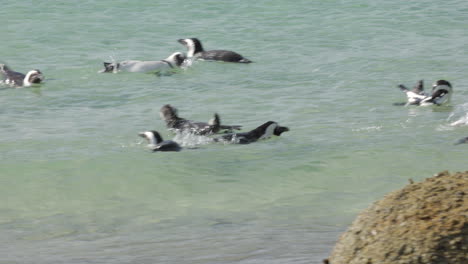 Tres-Pingüinos-Africanos-Nadando-Alegremente-En-Las-Aguas-De-La-Playa-De-Boulders,-Península-Del-Cabo,-Sudáfrica