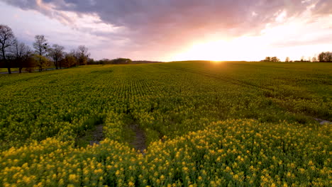 Surreale,-Traumhafte-Landschaft-Mit-Leuchtend-Gelben-Blumenfeldern-Bei-Sonnenuntergang