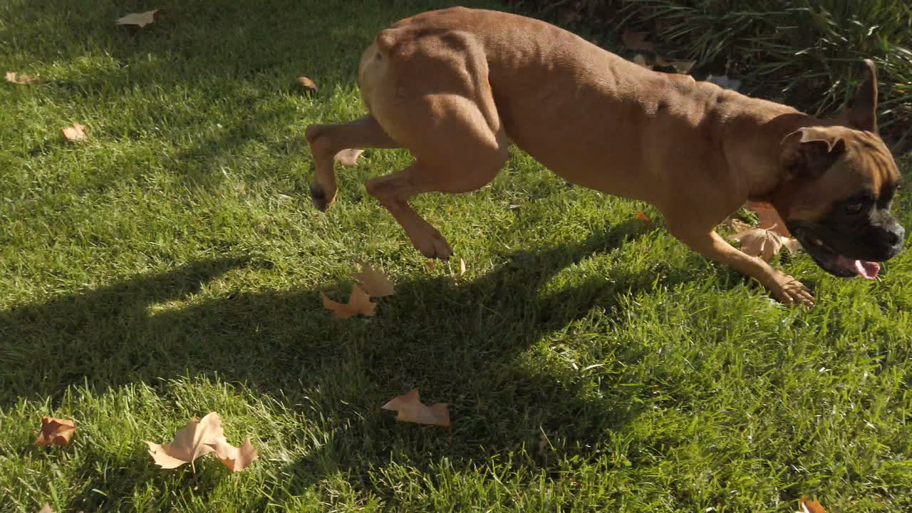 Dog biting a toy. Take in first person