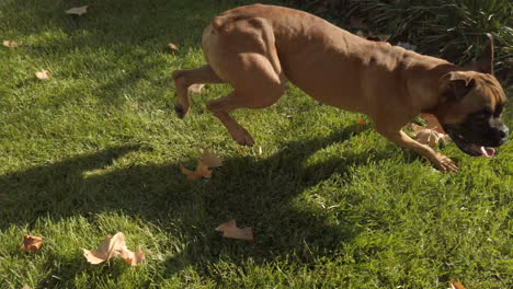 dog biting a toy. take in first person