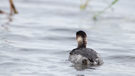 Black-necked-Grebe,-Podiceps-nigricollis,-Thailand