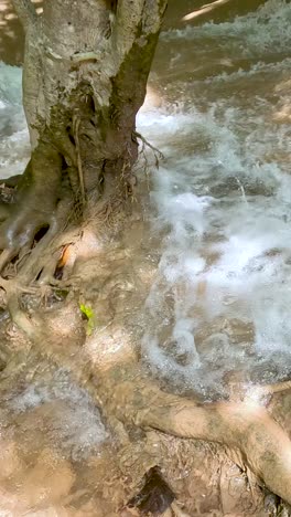 cascadas de agua sobre rocas y raíces de árboles