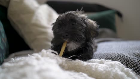 Detailed-view-of-adorable-puppy-dog-lying-down-on-cute-cosy-couch-and-doggy-pillow-chewing-on-a-bone-in-slow-motion-with-puppy-dog-eyes