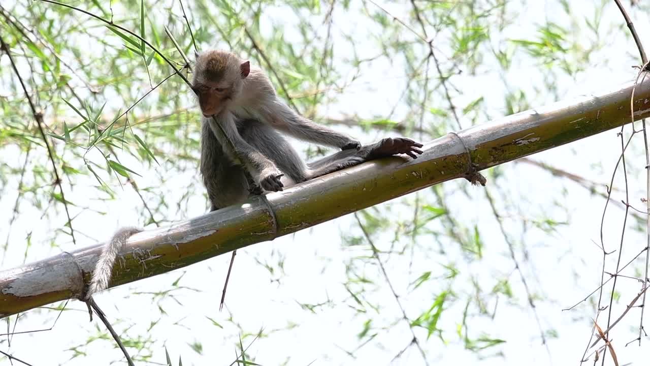los macacos de cola larga son los monos más fáciles de encontrar en tailandia, ya que están presentes en complejos de templos, parques nacionales e incluso pueblos y ciudades