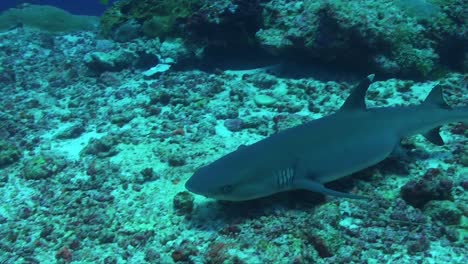 whitetip reef shark stopping on coral reef lying down on coral rubble