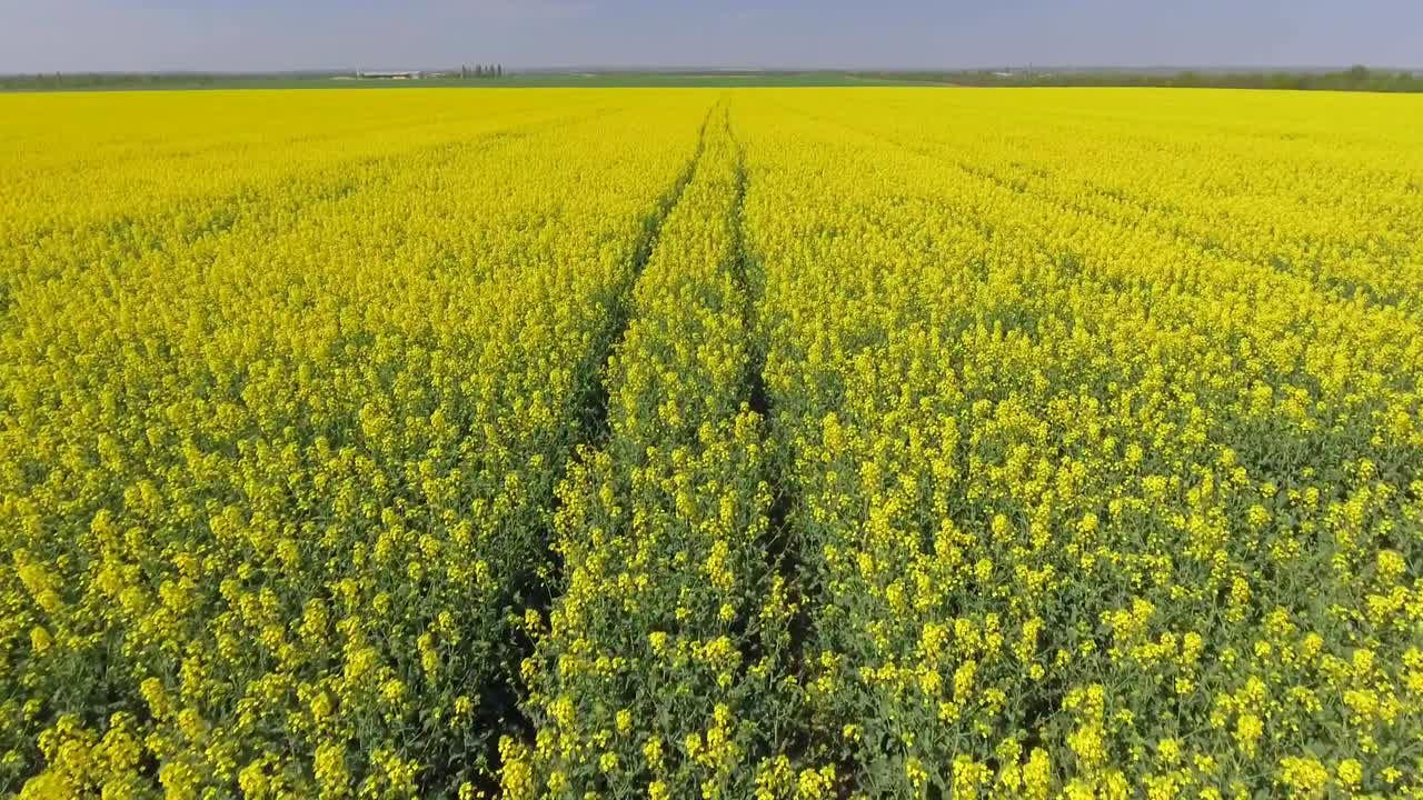 vista aérea de un campo de canola en un día soleado